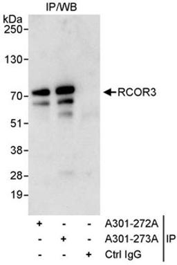 Detection of human RCOR3 by western blot of immunoprecipitates.