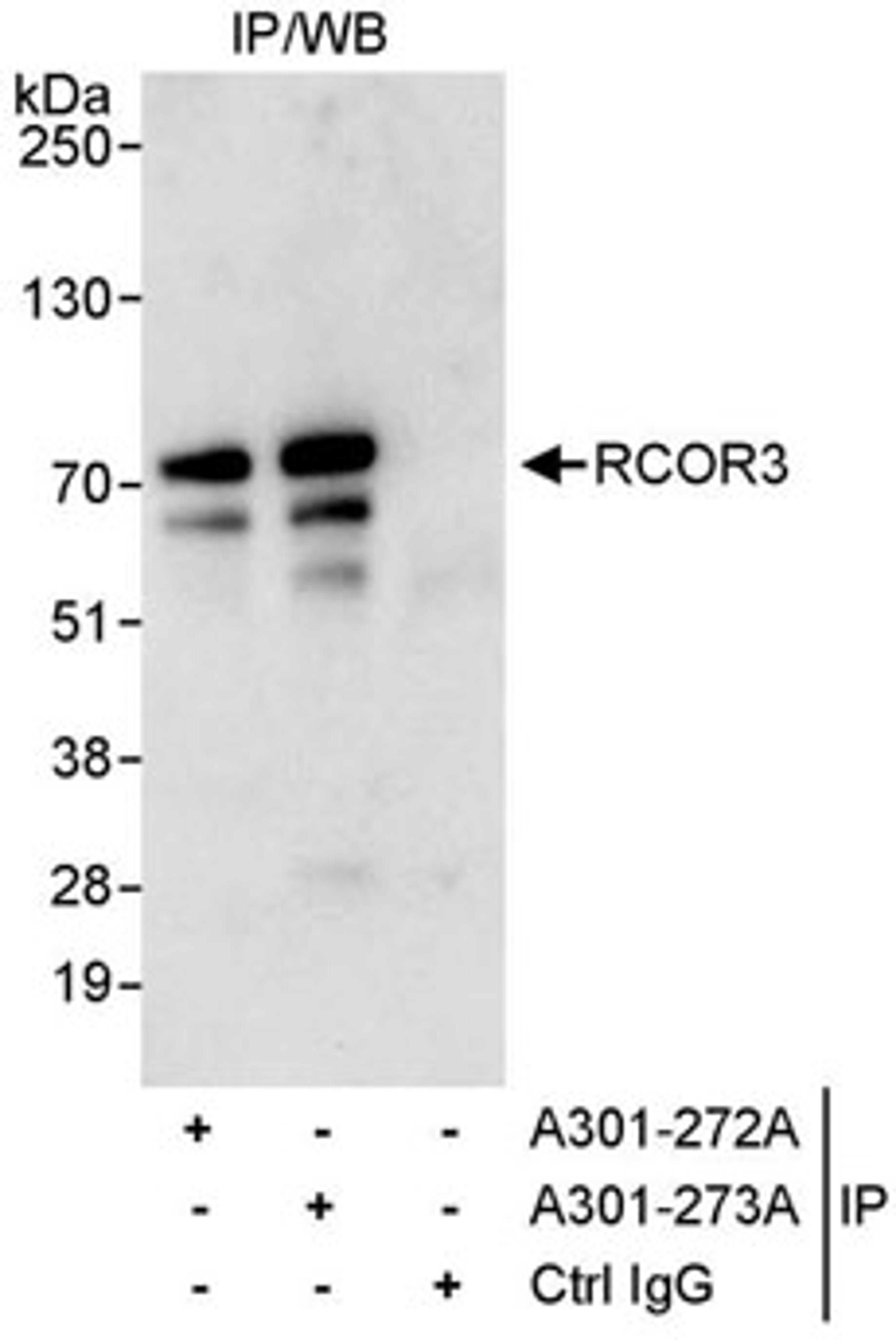 Detection of human RCOR3 by western blot of immunoprecipitates.