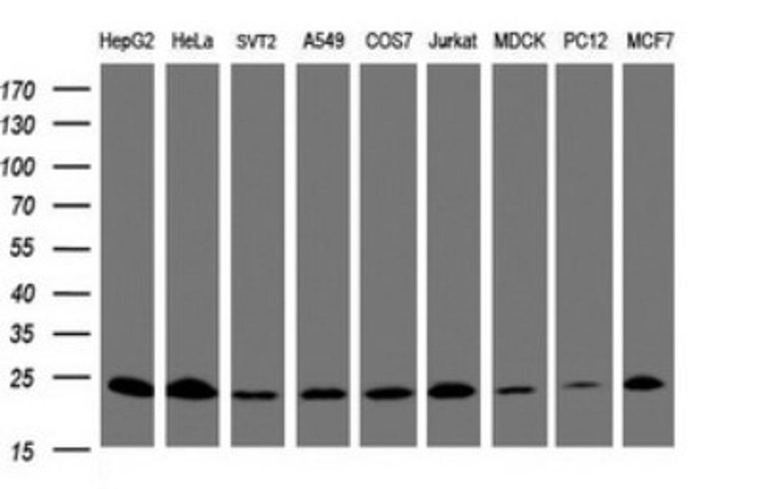 Western Blot: Mitochondrial ribosomal protein L11 Antibody (1E5) [NBP2-45836] - Analysis of extracts (35ug) from 9 different cell lines (HepG2: human; HeLa: human; SVT2: mouse; A549: human; COS7: monkey; Jurkat: human; MDCK: canine; PC12: rat; MCF7: human).