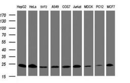 Western Blot: Mitochondrial ribosomal protein L11 Antibody (1E5) [NBP2-45836] - Analysis of extracts (35ug) from 9 different cell lines (HepG2: human; HeLa: human; SVT2: mouse; A549: human; COS7: monkey; Jurkat: human; MDCK: canine; PC12: rat; MCF7: human).