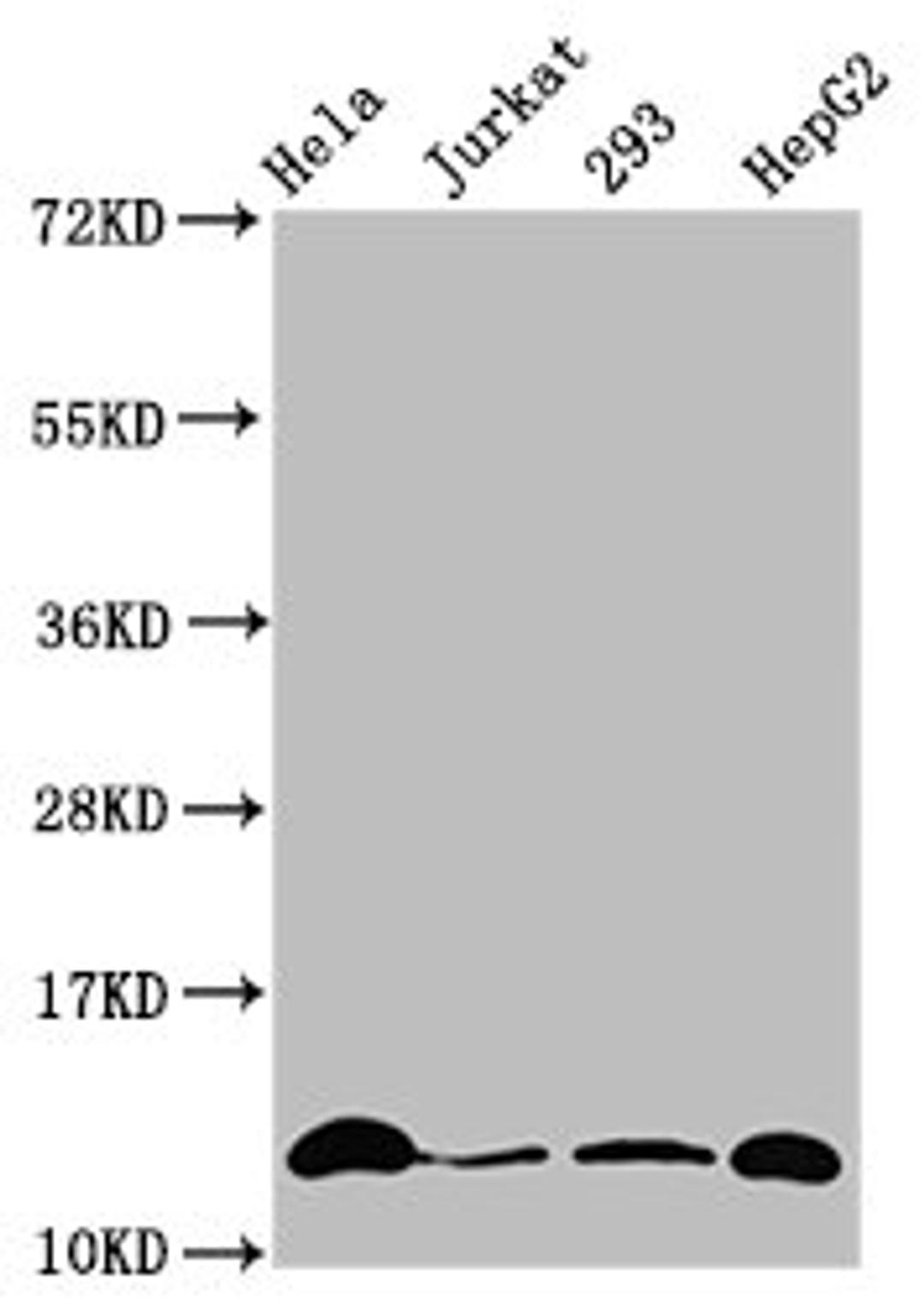 Western Blot. Positive WB detected in: Hela whole cell lysate, Jurkat whole cell lysate, 293 whole cell lysate, HepG2 whole cell lysate (treated by 30mM sodium crotonylate for 4h). All lanes: HIST1H4A antibody at 0.15µg/ml. Secondary. Goat polyclonal to rabbit IgG at 1/50000 dilution. Predicted band size: 12 kDa. Observed band size: 12 kDa
