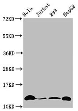 Western Blot. Positive WB detected in: Hela whole cell lysate, Jurkat whole cell lysate, 293 whole cell lysate, HepG2 whole cell lysate (treated by 30mM sodium crotonylate for 4h). All lanes: HIST1H4A antibody at 0.15µg/ml. Secondary. Goat polyclonal to rabbit IgG at 1/50000 dilution. Predicted band size: 12 kDa. Observed band size: 12 kDa