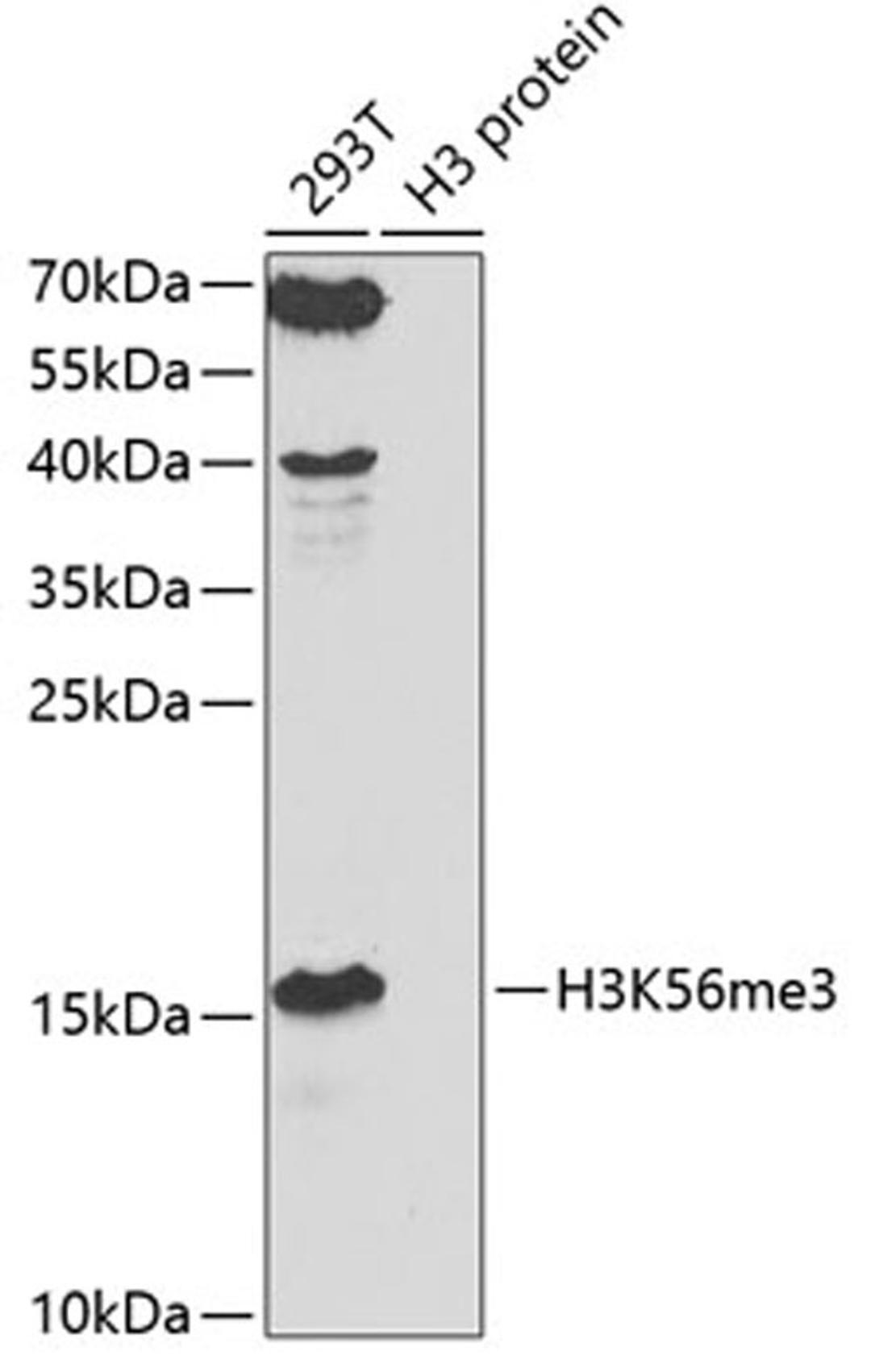 Western blot - TriMethyl-Histone H3-K56 antibody (A7262)