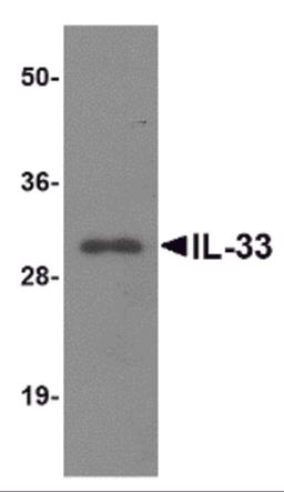 Western blot analysis of IL-33 using 125ng of recombinant IL-33 with IL-33 antibody at 1 &#956;g/mL.