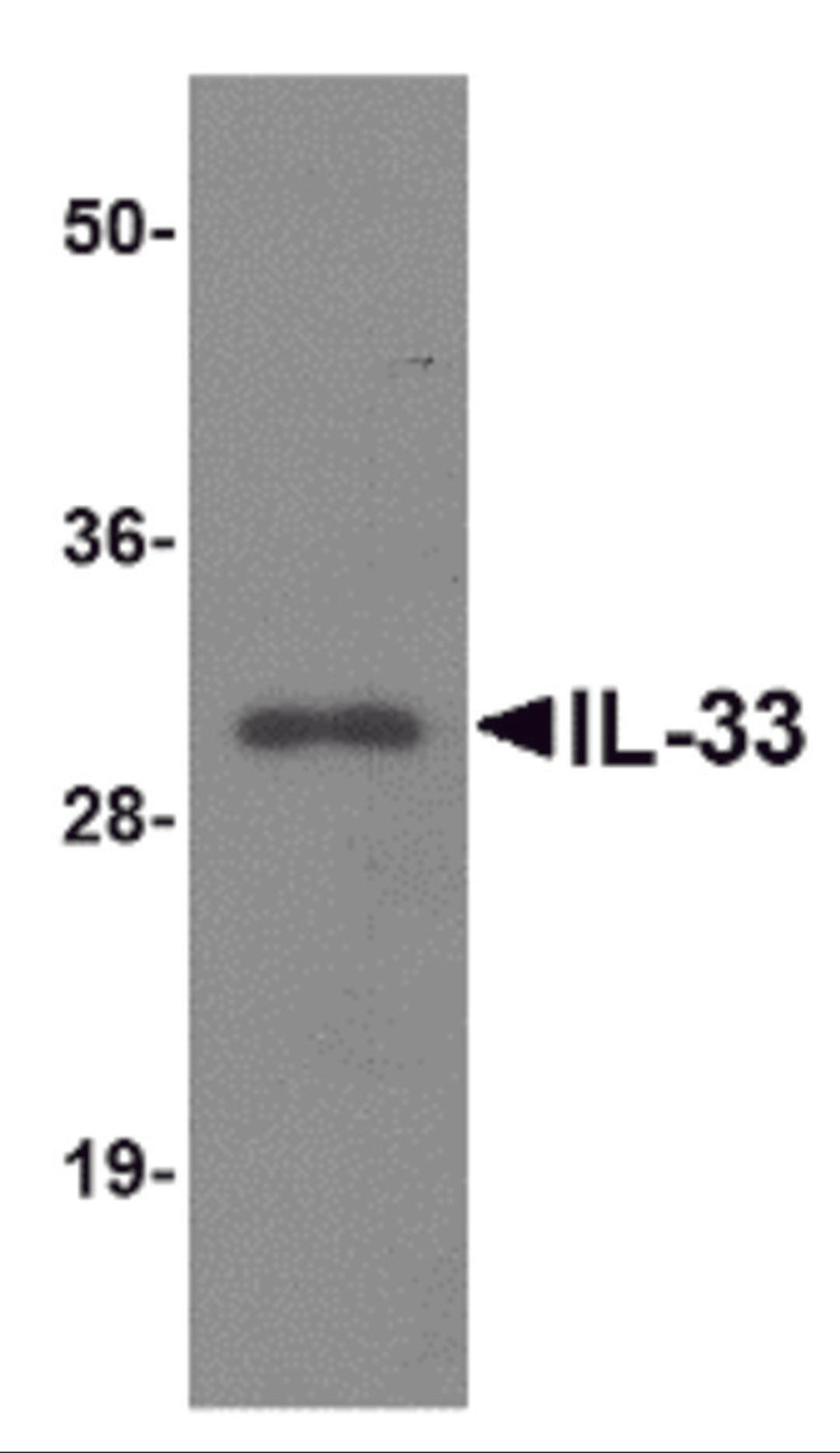 Western blot analysis of IL-33 using 125ng of recombinant IL-33 with IL-33 antibody at 1 μg/mL.