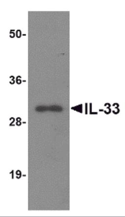 Western blot analysis of IL-33 using 125ng of recombinant IL-33 with IL-33 antibody at 1 μg/mL.