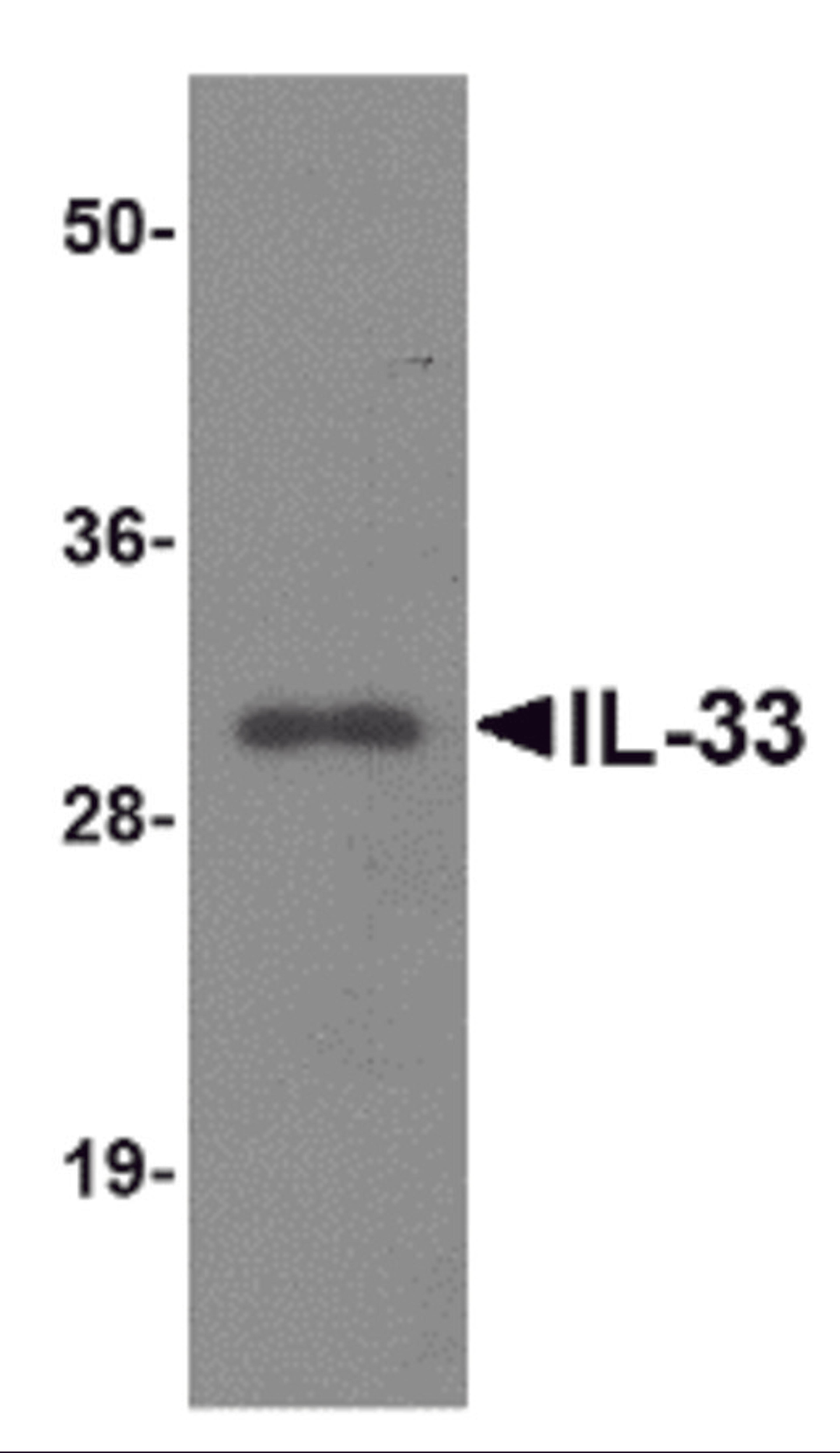 Western blot analysis of IL-33 using 125ng of recombinant IL-33 with IL-33 antibody at 1 μg/mL.