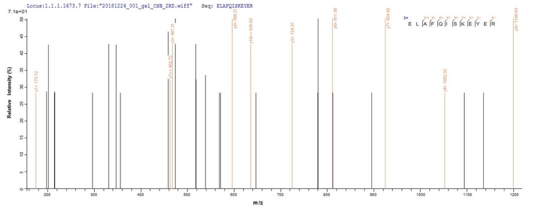 Based on the SEQUEST from database of E.coli host and target protein, the LC-MS/MS Analysis result of CSB-EP615720HU1 could indicate that this peptide derived from E.coli-expressed Homo sapiens (Human) DDX39B.