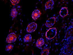 Immunofluorescence analysis of mouse skin tissue using anti-Elastin (dilution of primary antibody - 1:100)