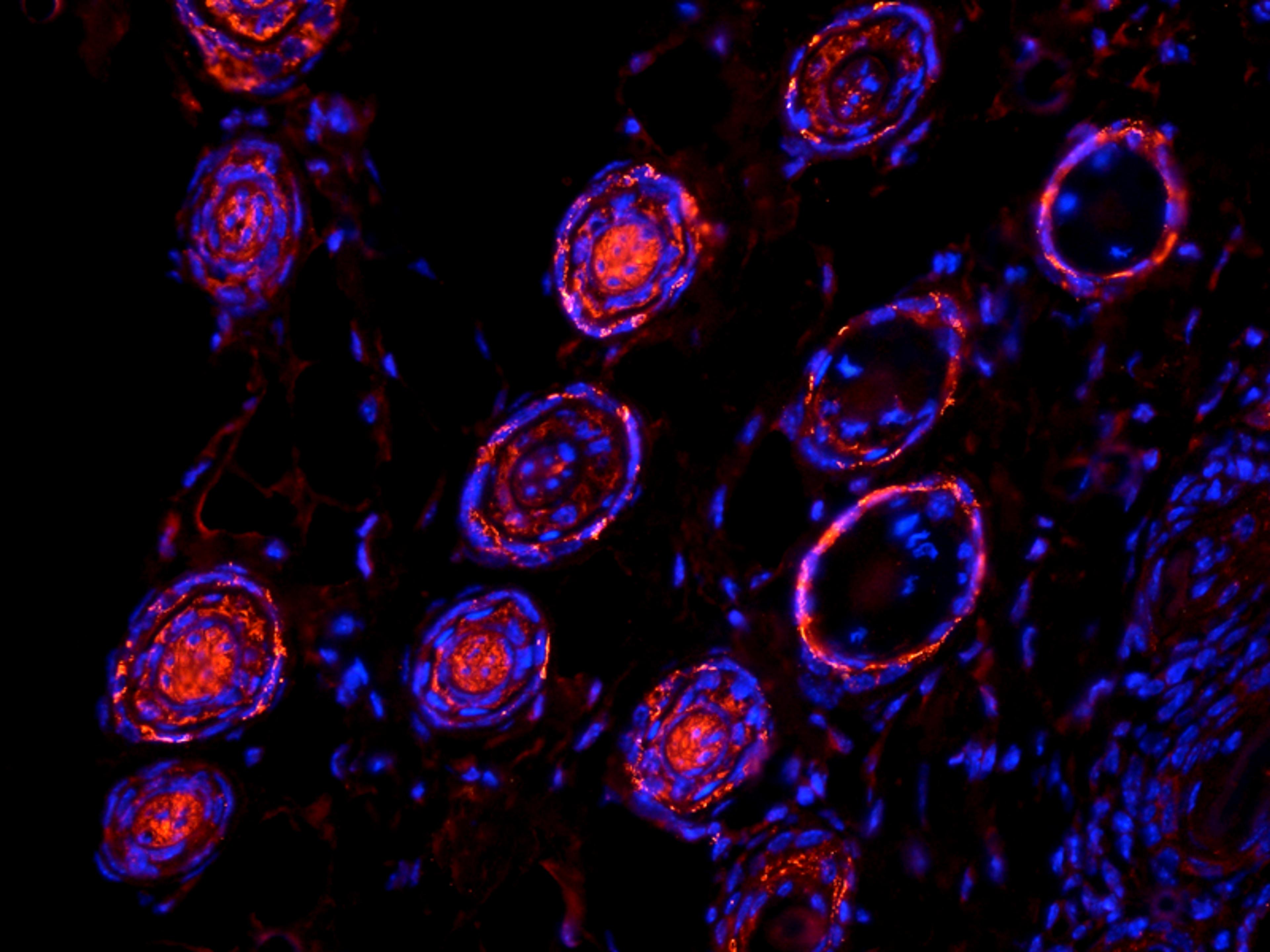 Immunofluorescence analysis of mouse skin tissue using anti-Elastin (dilution of primary antibody - 1:100)