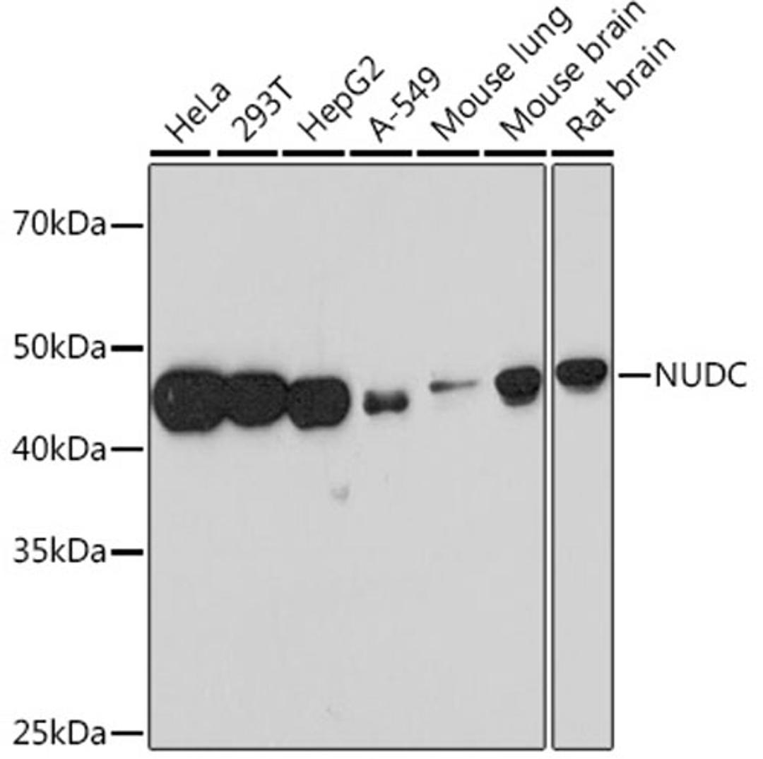 Western blot - NUDC Rabbit mAb (A4719)