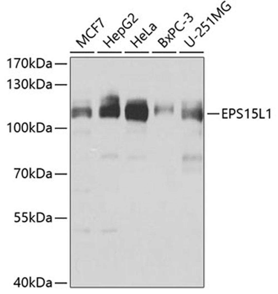 Western blot - EPS15L1 antibody (A7828)