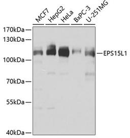 Western blot - EPS15L1 antibody (A7828)