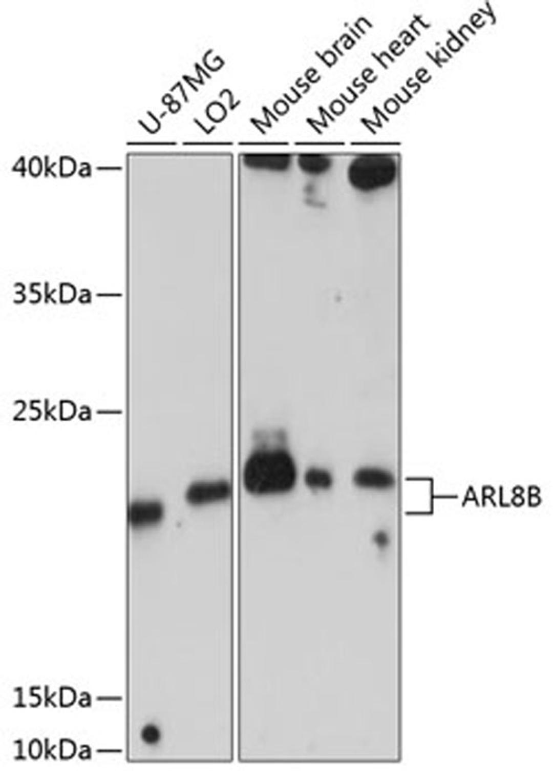 Western blot - ARL8B antibody (A8869)