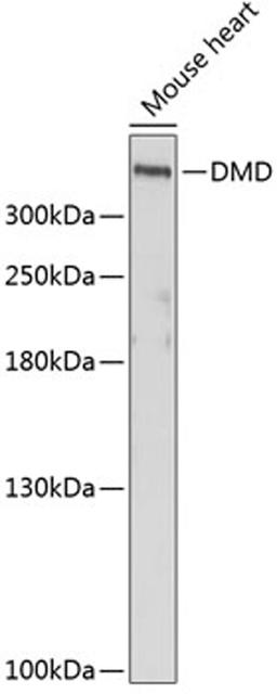 Western blot - DMD antibody (A1411)