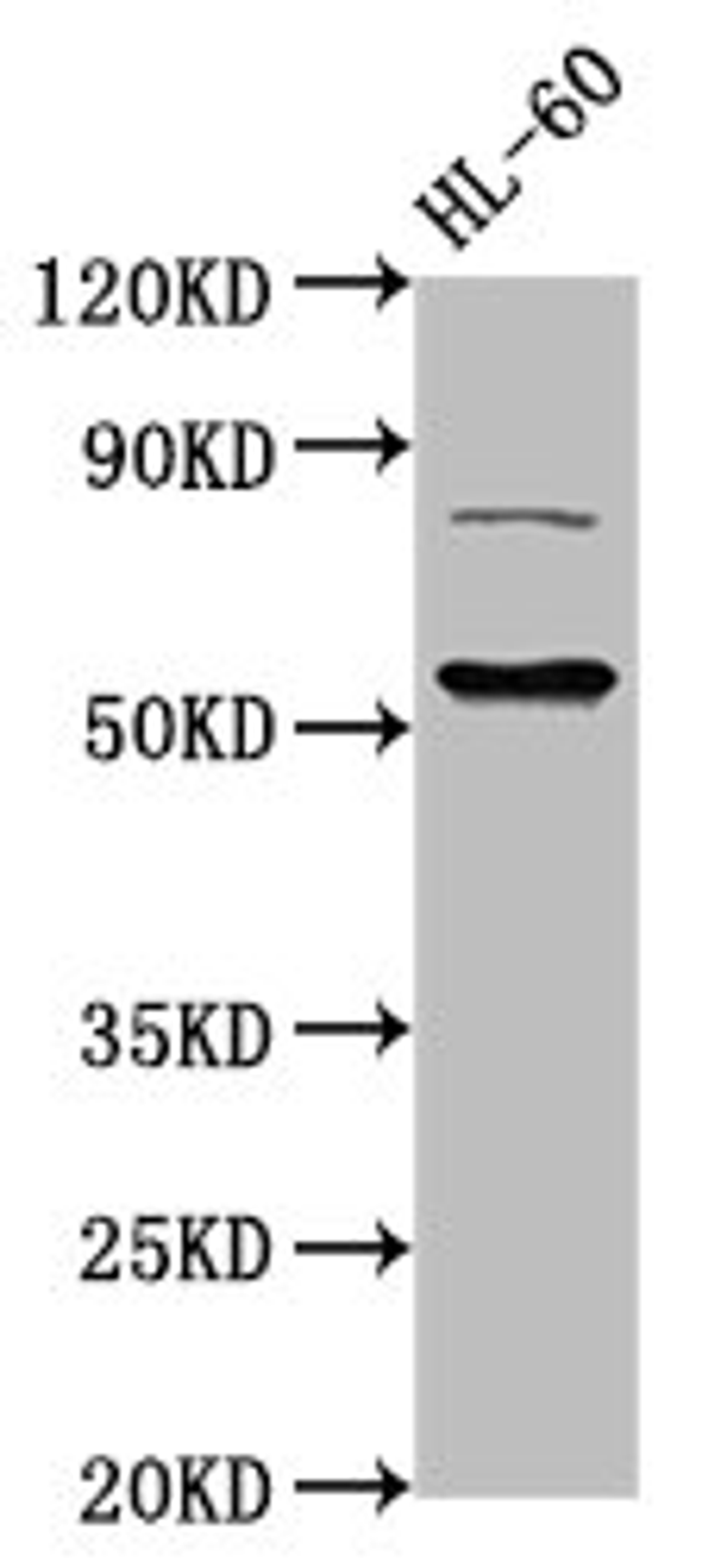 Western Blot. Positive WB detected in: HL60 whole cell lysate. All lanes: KAT5 antibody at 3ug/ml. Secondary. Goat polyclonal to rabbit IgG at 1/50000 dilution. Predicted band size: 59, 54, 62, 57 kDa. Observed band size: 59 kDa. 