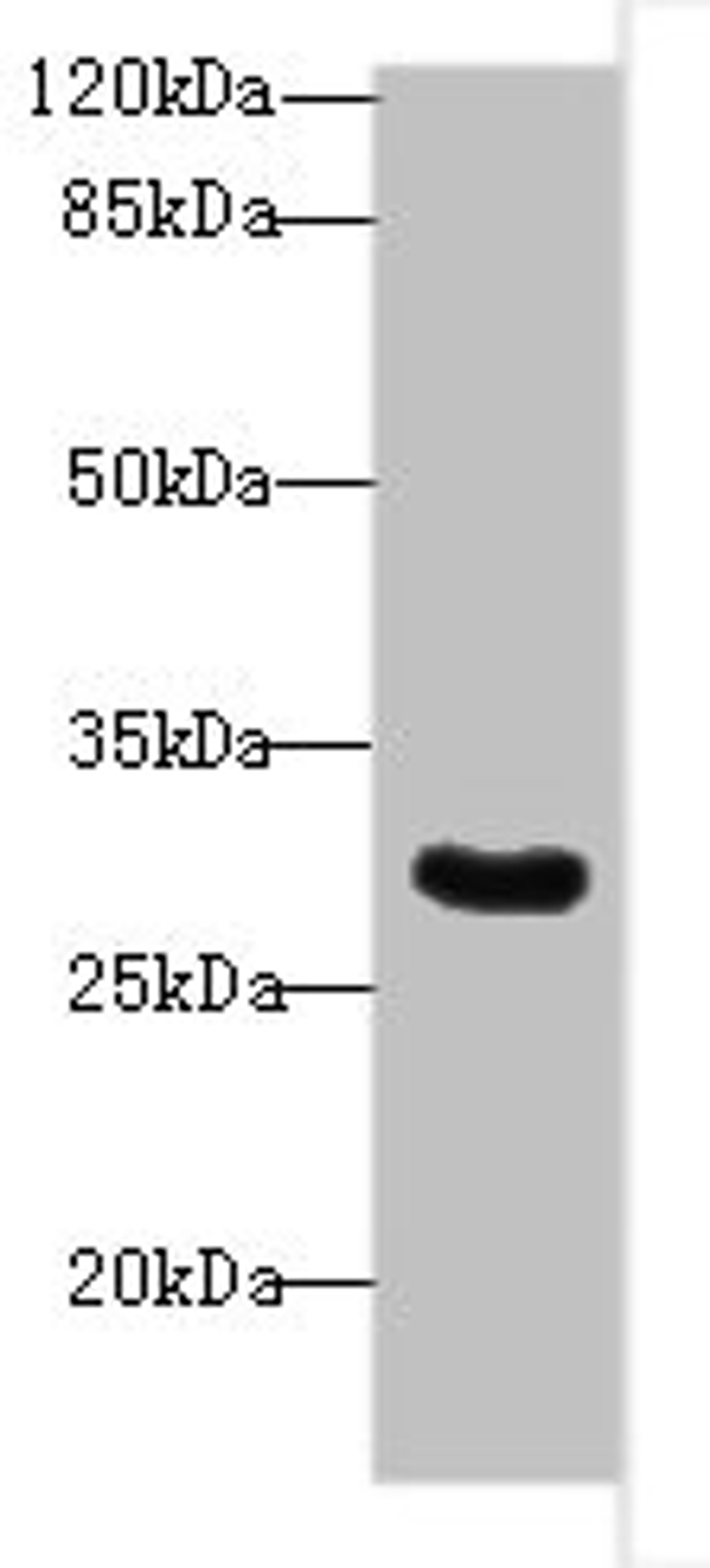 Western blot. All lanes: Snrnp35 antibody at 12ug/ml + Jurkat whole cell lysate. Secondary. Goat polyclonal to rabbit IgG at 1/10000 dilution. Predicted band size: 29 kDa. Observed band size: 29 kDa.