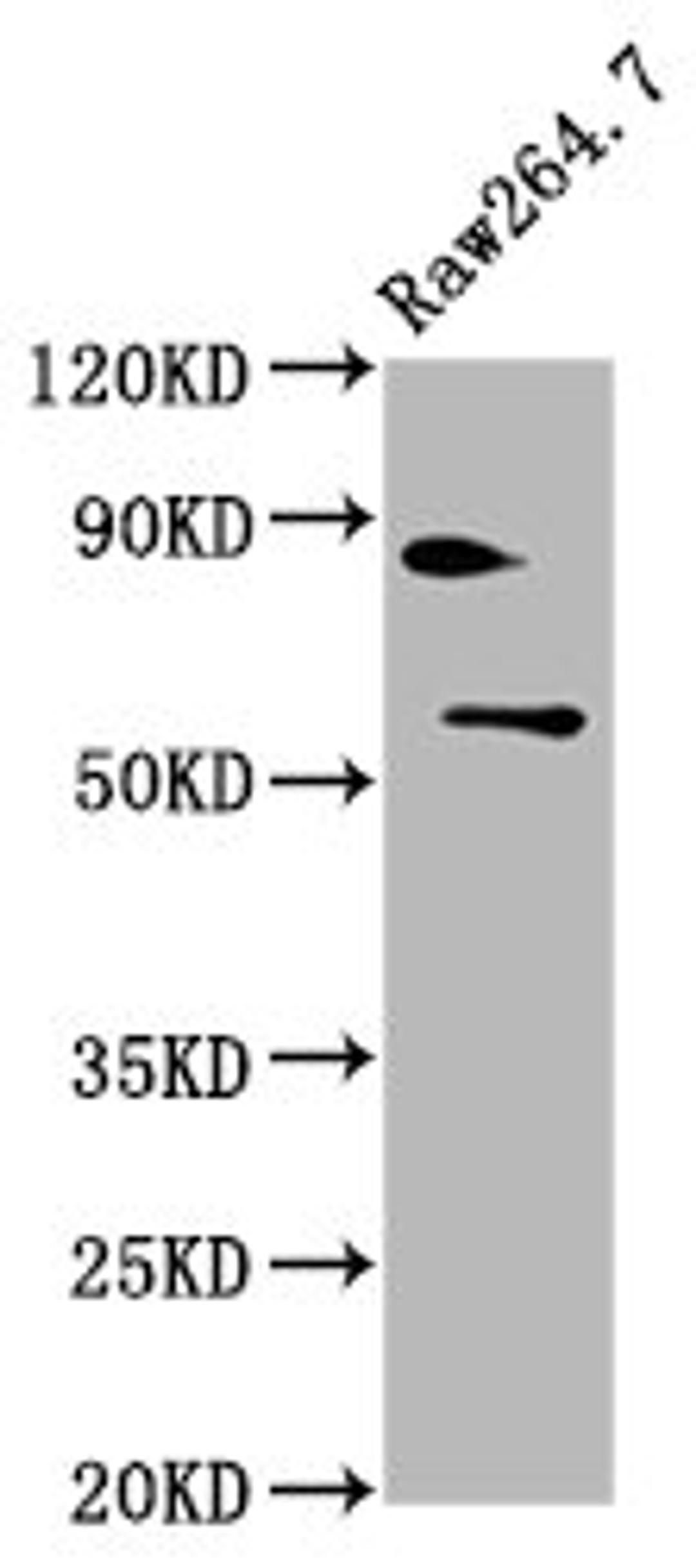 Western Blot. Positive WB detected in: Raw264.7 whole cell lysate. All lanes: SMARCD2 antibody at 4.9ug/ml. Secondary. Goat polyclonal to rabbit IgG at 1/50000 dilution. Predicted band size: 59, 58, 56 kDa. Observed band size: 59 kDa.