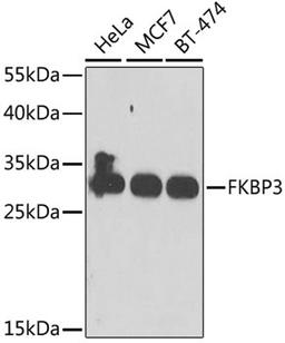 Western blot - FKBP3 antibody (A6907)