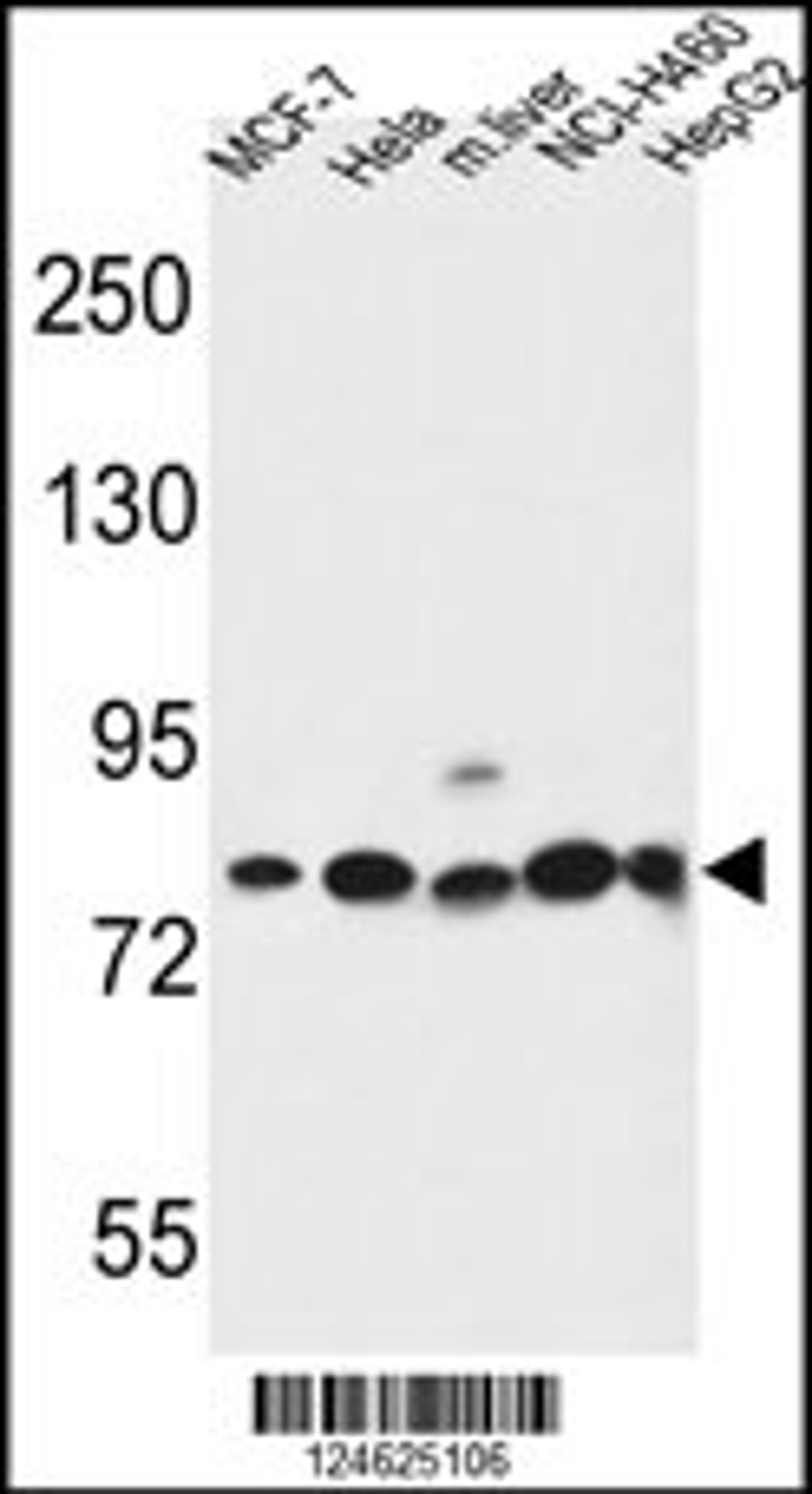 Western blot analysis in MCF-7,Hela,NCI-H460,HepG2 cell line and mouse liver tissue lysates (35ug/lane).