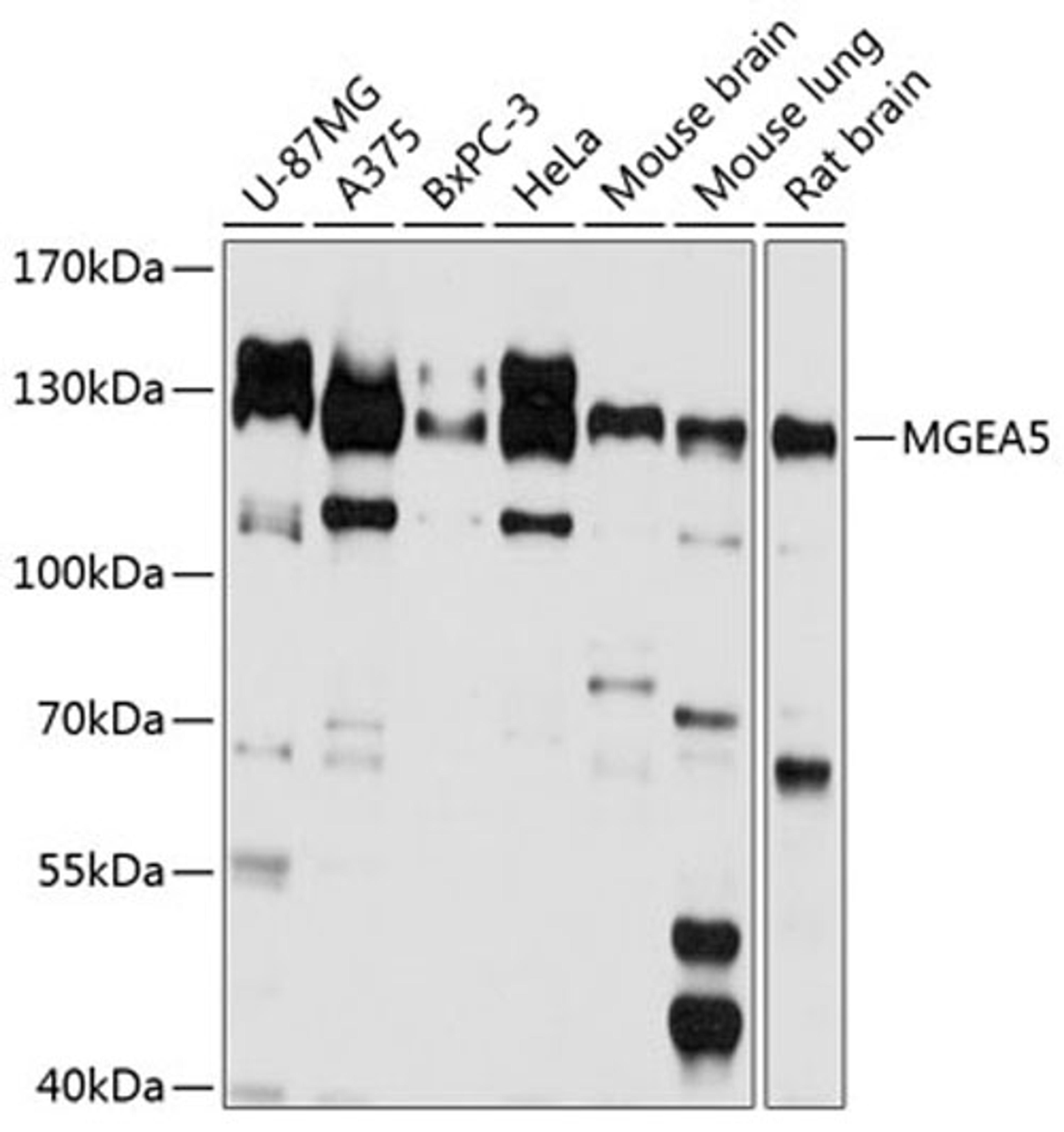 Western blot - MGEA5 antibody (A9033)