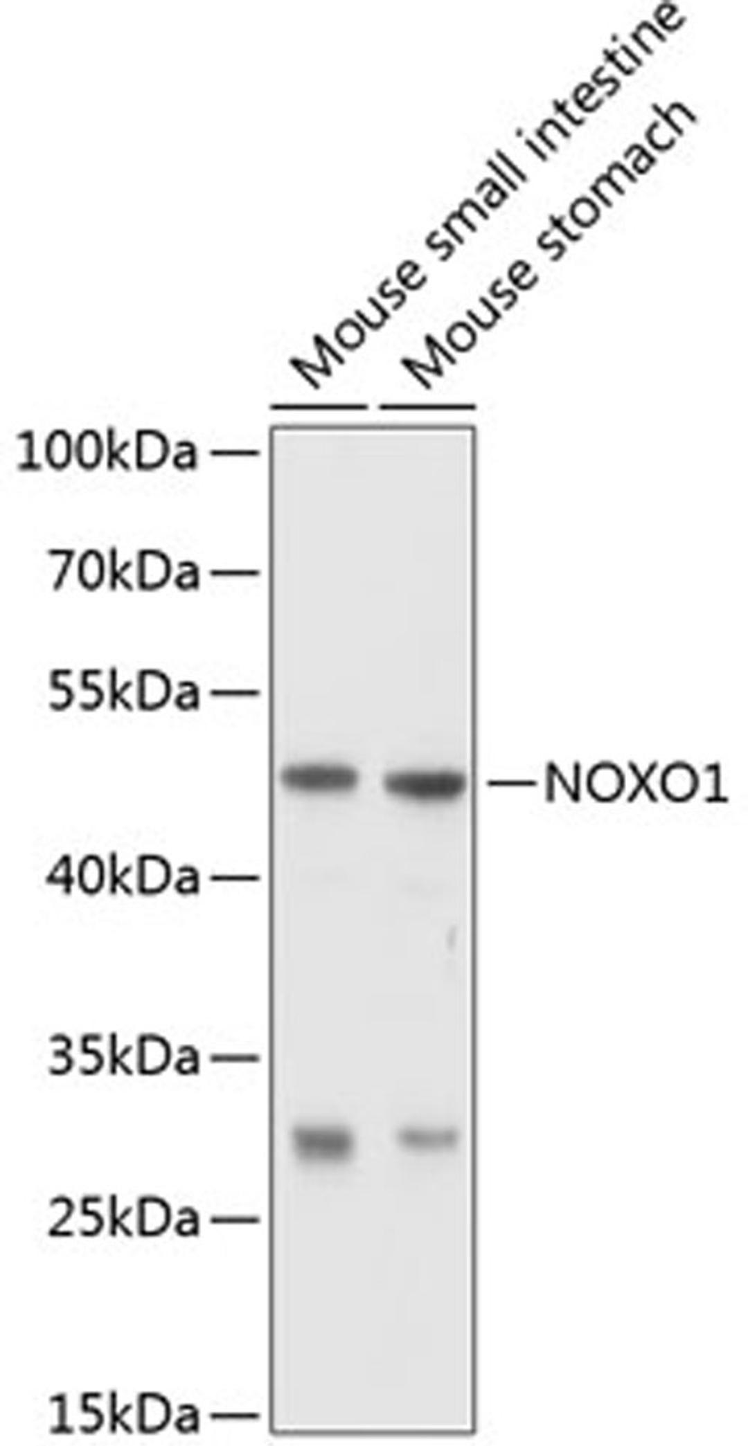 Western blot - NOXO1 antibody (A10477)