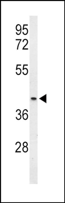 Western blot analysis of OPRM1 Antibody in mouse heart tissue lysates (35ug/lane)