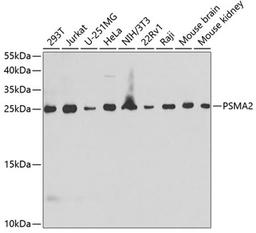 Western blot - PSMA2 antibody (A13534)