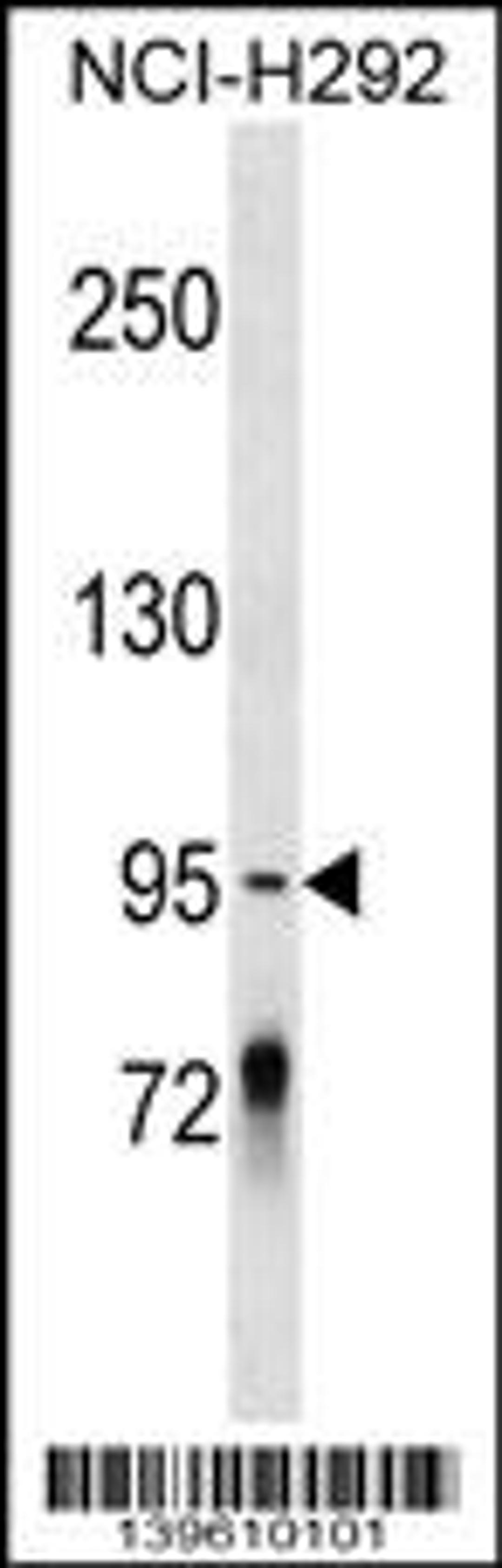 Western blot analysis in NCI-H292 cell line lysates (35ug/lane).