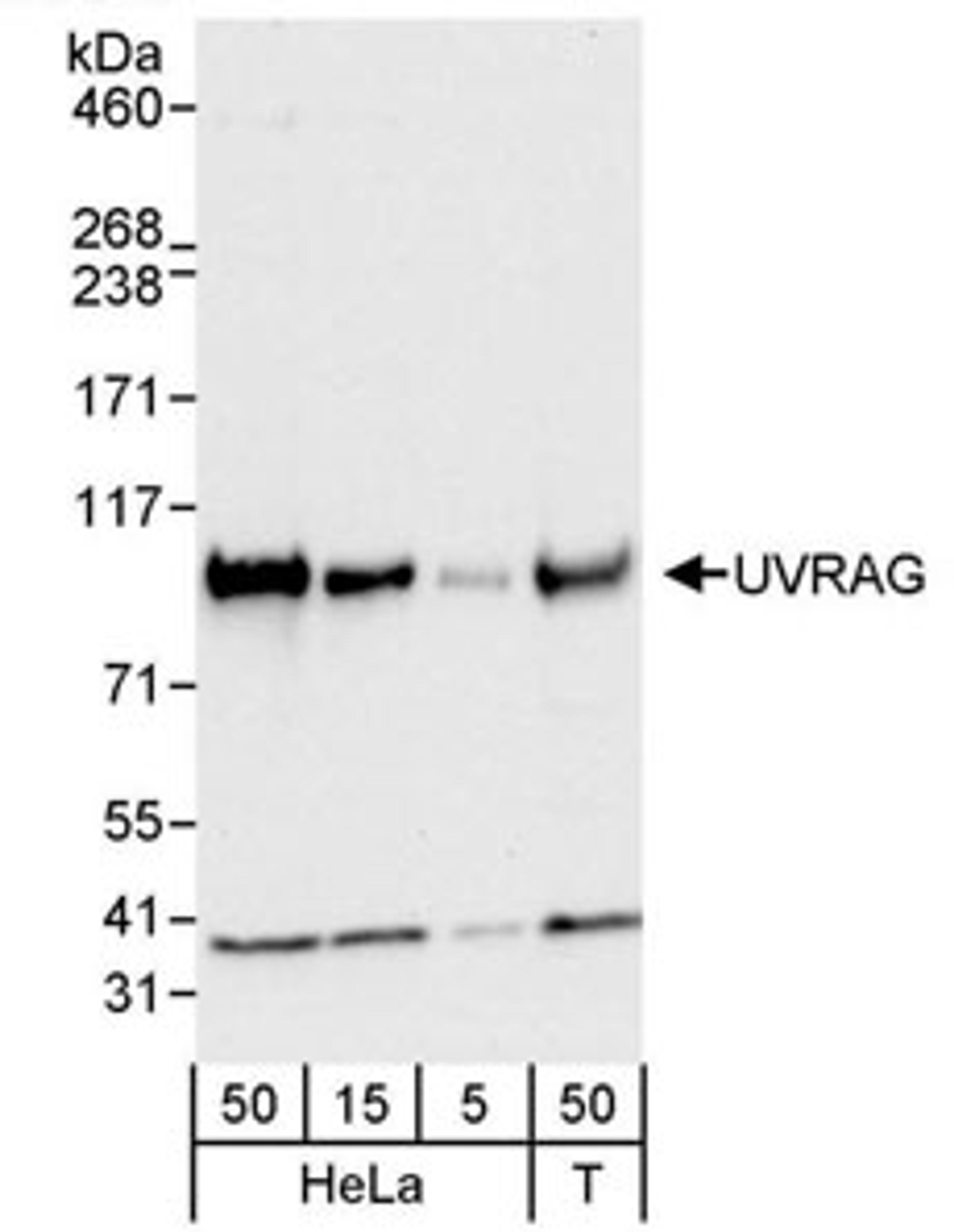 Detection of human UVRAG by western blot.