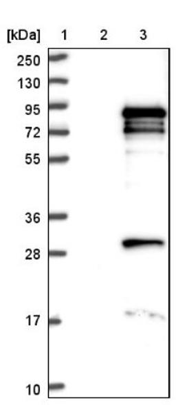 Western Blot: GPATCH3 Antibody [NBP1-82301] - Lane 1: Marker [kDa] 250, 130, 95, 72, 55, 36, 28, 17, 10<br/>Lane 2: Negative control (vector only transfected HEK293T lysate)<br/>Lane 3: Over-expression lysate (Co-expressed with a C-terminal myc-DDK tag (~3.1 kDa) in mammalian HEK293T cells, LY411801)