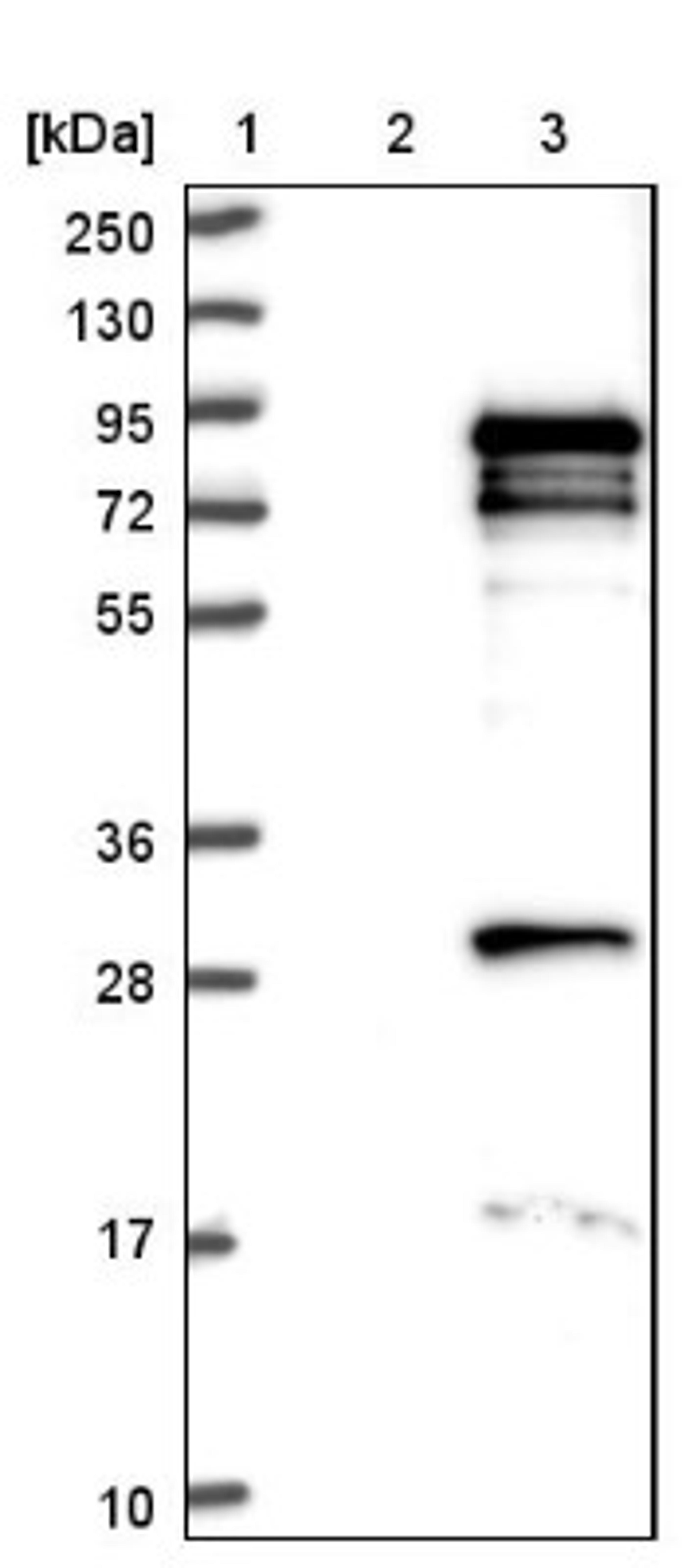 Western Blot: GPATCH3 Antibody [NBP1-82301] - Lane 1: Marker [kDa] 250, 130, 95, 72, 55, 36, 28, 17, 10<br/>Lane 2: Negative control (vector only transfected HEK293T lysate)<br/>Lane 3: Over-expression lysate (Co-expressed with a C-terminal myc-DDK tag (~3.1 kDa) in mammalian HEK293T cells, LY411801)