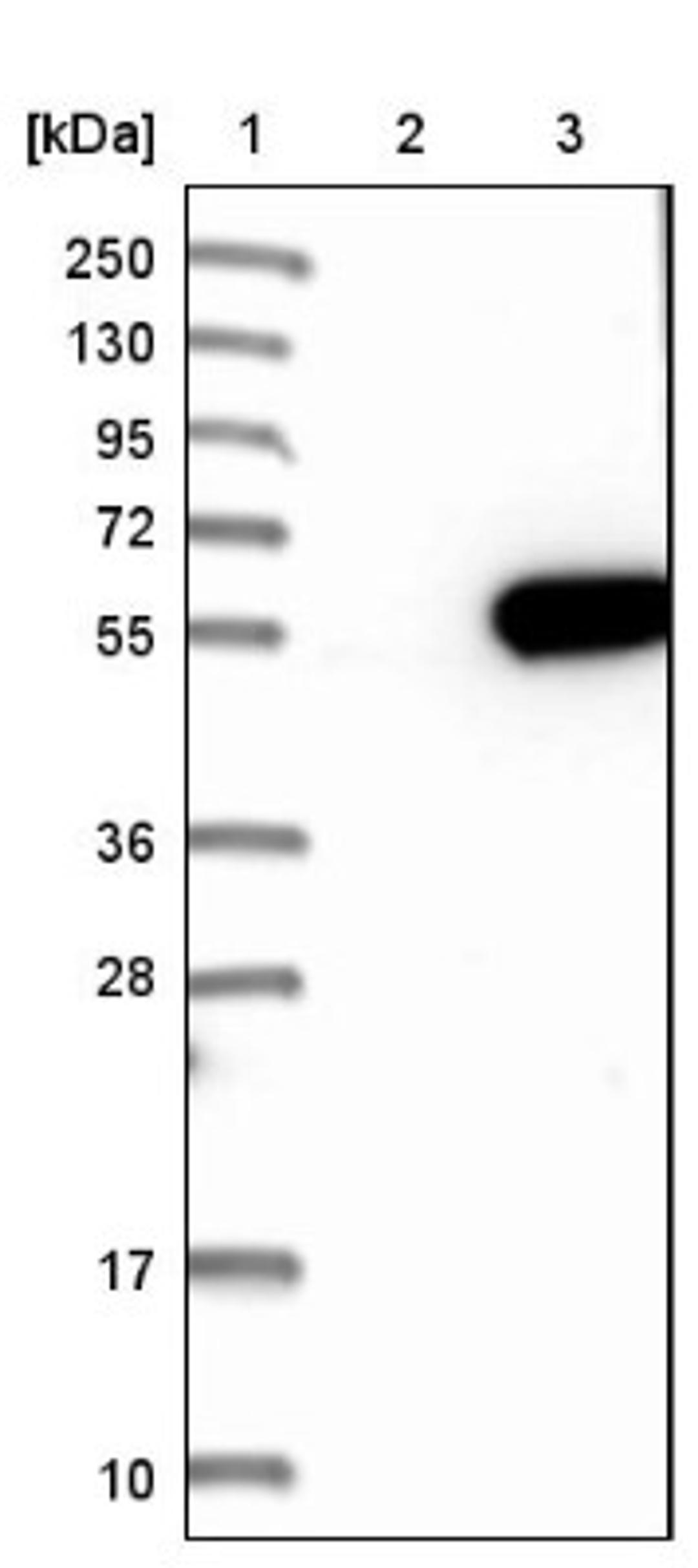 Western Blot: MINA53 Antibody [NBP1-89863] - Lane 1: Marker [kDa] 250, 130, 95, 72, 55, 36, 28, 17, 10<br/>Lane 2: Negative control (vector only transfected HEK293T lysate)<br/>Lane 3: Over-expression lysate (Co-expressed with a C-terminal myc-DDK tag (~3.1 kDa) in mammalian HEK293T cells, LY407126)