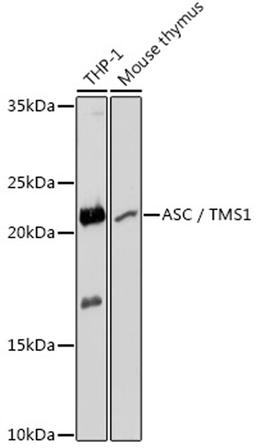 Western blot - ASC / TMS1 antibody (A11433)