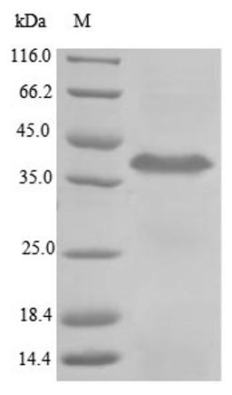 (Tris-Glycine gel) Discontinuous SDS-PAGE (reduced) with 5% enrichment gel and 15% separation gel.