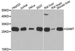 Western blot analysis of extracts of various cell lines using GAMT antibody