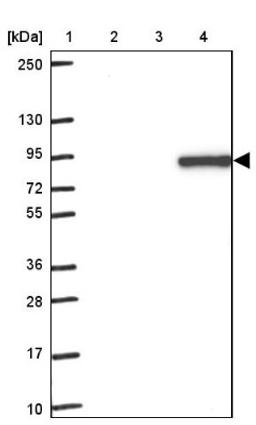 Western Blot: F2 Antibody [NBP2-33728] - Lane 1: Marker [kDa] 250, 130, 95, 72, 55, 36, 28, 17, 10<br/>Lane 2: Human cell line RT-4<br/>Lane 3: Human cell line U-251MG sp<br/>Lane 4: Human plasma (IgG/HSA depleted)