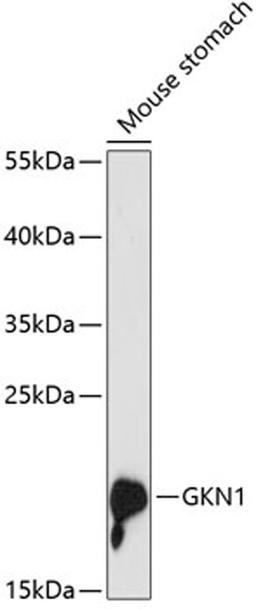 Western blot - GKN1 antibody (A13107)