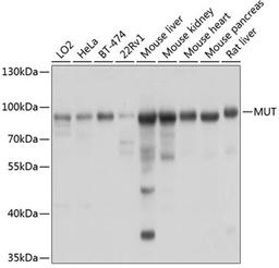 Western blot - MUT antibody (A3969)