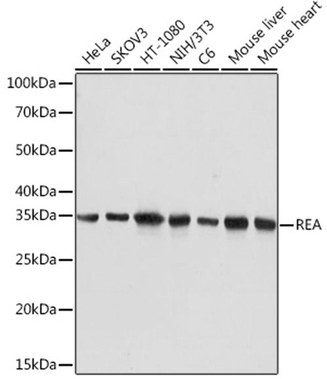 Western blot - REA Rabbit mAb (A9144)