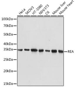 Western blot - REA Rabbit mAb (A9144)