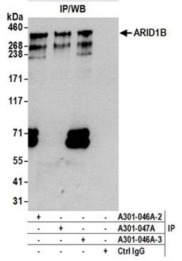 Detection of human ARID1B by western blot of immunoprecipitates.