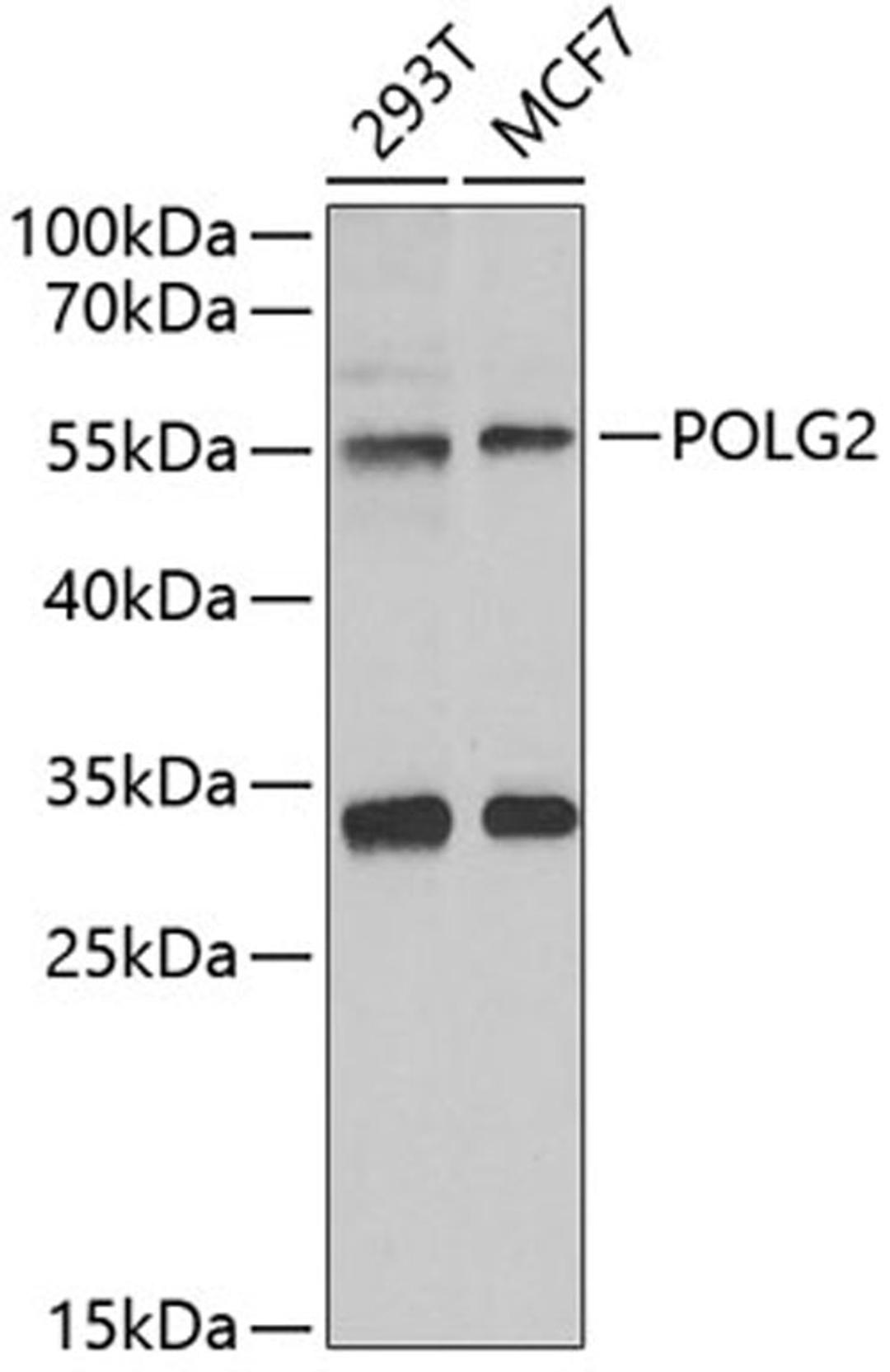 Western blot - POLG2 antibody (A6695)