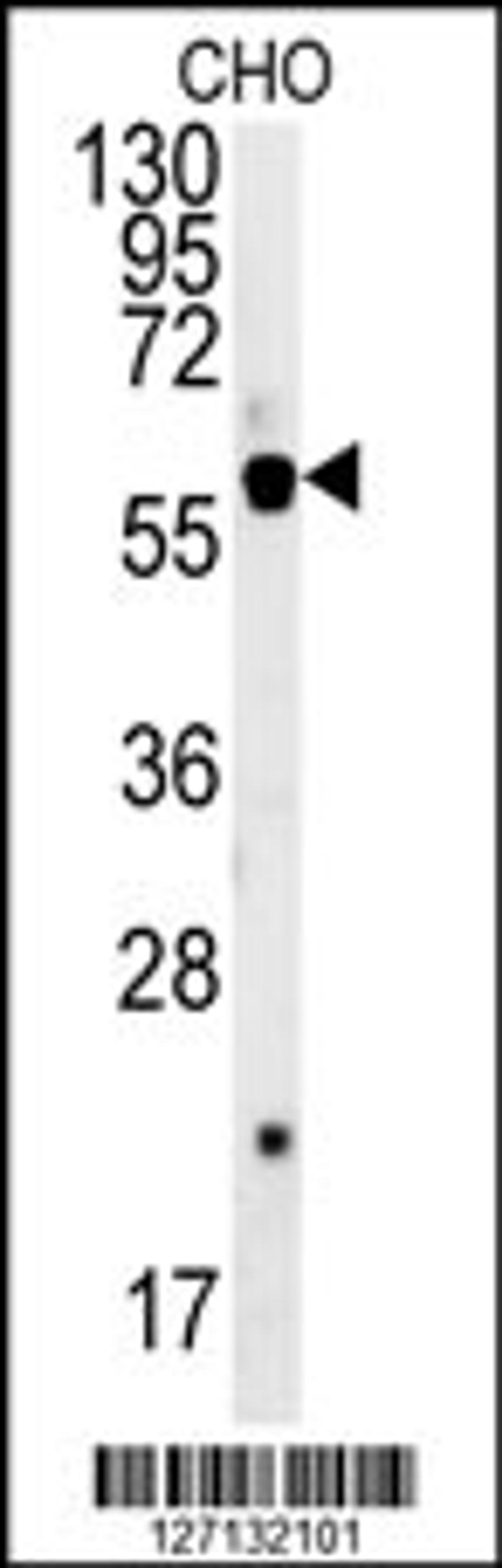 Western blot analysis in CHO cell line lysates (35ug/lane).