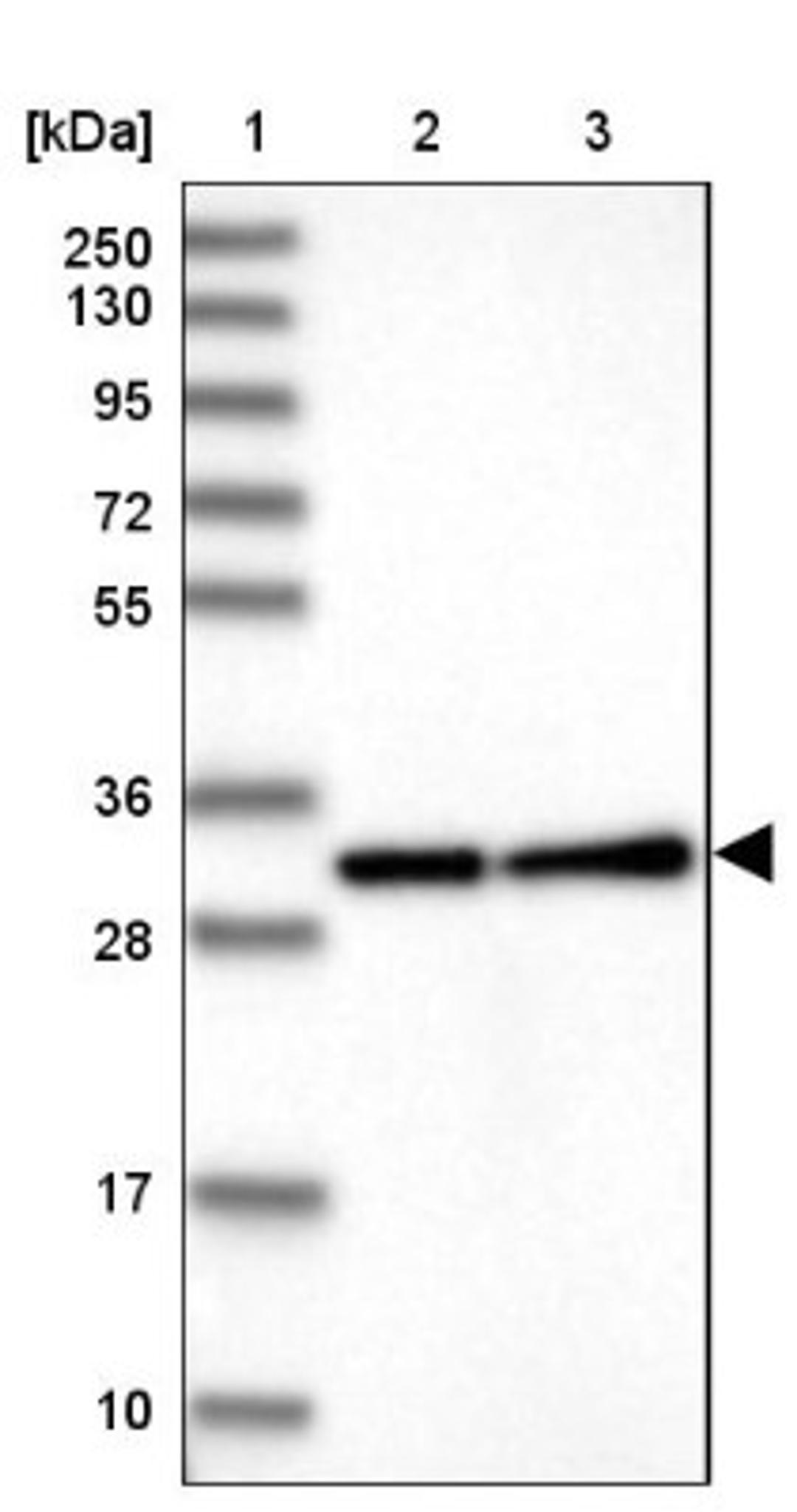 Western Blot: FGD4 Antibody [NBP1-85532] - Lane 1: Marker [kDa] 250, 130, 95, 72, 55, 36, 28, 17, 10<br/>Lane 2: Human cell line RT-4<br/>Lane 3: Human cell line U-251MG sp