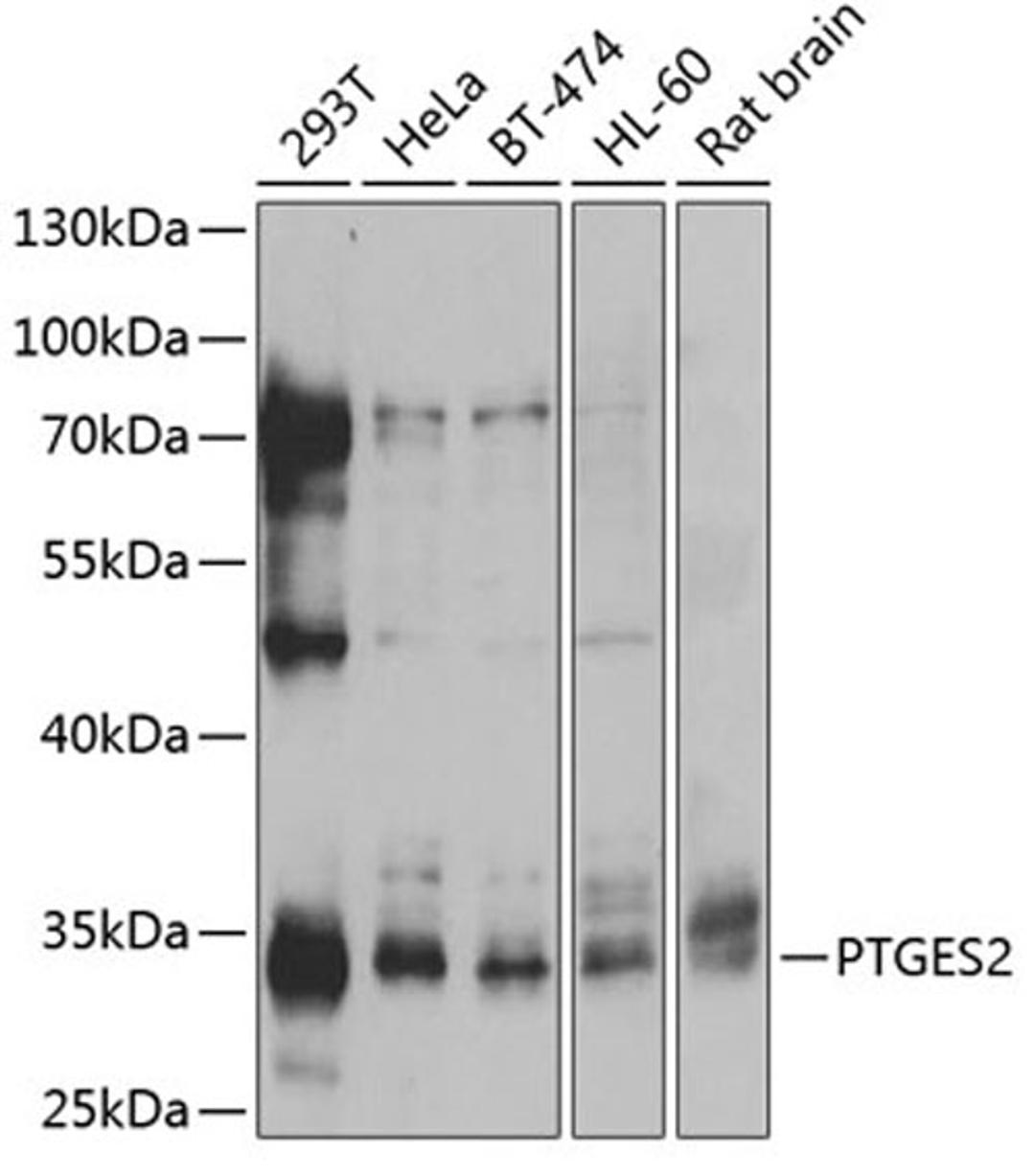 Western blot - PTGES2 antibody (A13440)