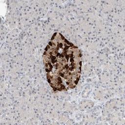 Immunohistochemistry-Paraffin: KLHL22 Antibody [NBP1-82238] - Staining of human pancreas shows strong cytoplasmic positivity in subsets of islet cells.