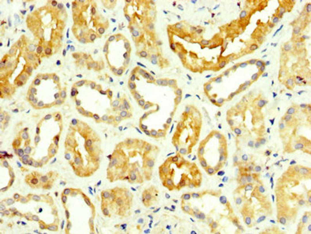 IHC image of CSB-PA009864LA01HU diluted at 1:350 and staining in paraffin-embedded human kidney tissue performed on a Leica BondTM system. After dewaxing and hydration, antigen retrieval was mediated by high pressure in a citrate buffer (pH 6.0). Section was blocked with 10% normal goat serum 30min at RT. Then primary antibody (1% BSA) was incubated at 4°C overnight. The primary is detected by a biotinylated secondary antibody and visualized using an HRP conjugated SP system.