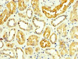 IHC image of CSB-PA009864LA01HU diluted at 1:350 and staining in paraffin-embedded human kidney tissue performed on a Leica BondTM system. After dewaxing and hydration, antigen retrieval was mediated by high pressure in a citrate buffer (pH 6.0). Section was blocked with 10% normal goat serum 30min at RT. Then primary antibody (1% BSA) was incubated at 4°C overnight. The primary is detected by a biotinylated secondary antibody and visualized using an HRP conjugated SP system.