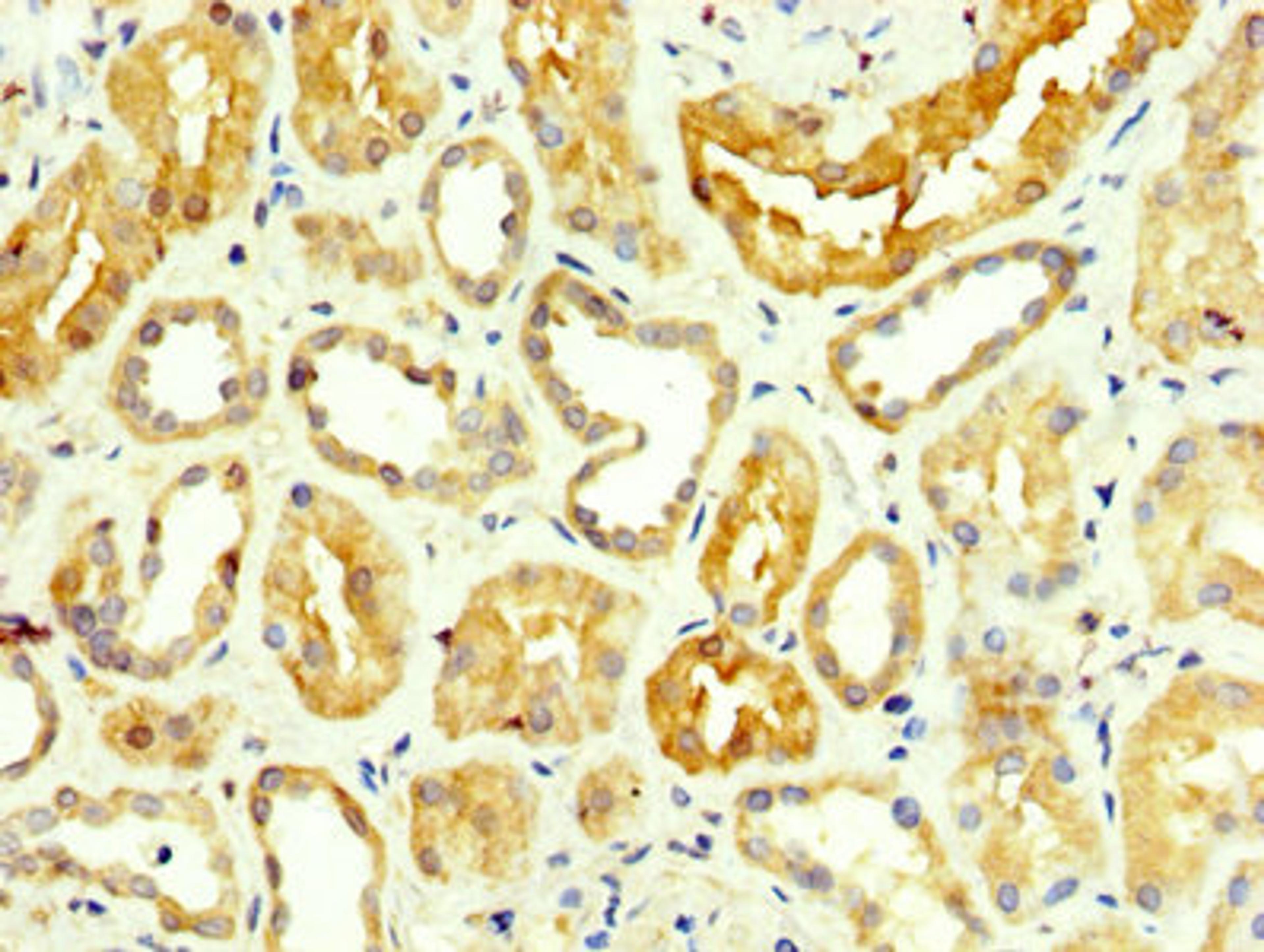 IHC image of CSB-PA009864LA01HU diluted at 1:350 and staining in paraffin-embedded human kidney tissue performed on a Leica BondTM system. After dewaxing and hydration, antigen retrieval was mediated by high pressure in a citrate buffer (pH 6.0). Section was blocked with 10% normal goat serum 30min at RT. Then primary antibody (1% BSA) was incubated at 4°C overnight. The primary is detected by a biotinylated secondary antibody and visualized using an HRP conjugated SP system.